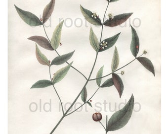 Antique Flower Print, 1843, Euonymus Americanus or Strawberry Bush, Antique Illustration, Hand Colored, Vintage Print, Antique Print