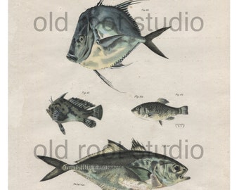 Hand Colored, Original Antique Print of Fish; Yellow Caranx and Other Tropical Fish , Ocean Fish, Lake Fish, 1842. Original Antique