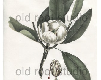 Antique Botanical Print, 1843, Magnolia Glauca Virginiana or Sweet Bay, Antique Illustration, Hand Colored, Vintage Print, Antique Print