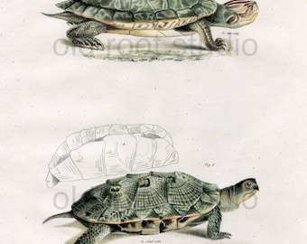 Turtles, Original Antique Print, Hand Painted, 1842; Geographic Tortoise, Wood Turtle, Original Antique Illustration Hand Painted