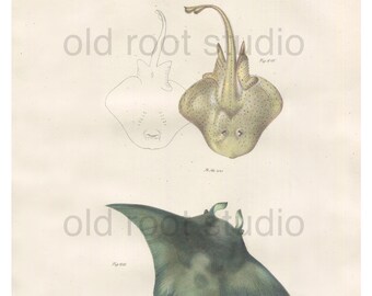 Fish, Original Antique Print, Hand Painted, 1842; Clear Nose Ray, Devil Ray. Original Antique Illustration Salt Water, Ocean
