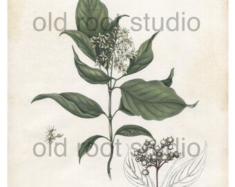 Antique Botanical Print 