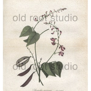 Puede incluir: Una ilustración botánica vintage de una planta de frijol de riñón perenne con flores rosadas y vainas de semillas moradas. La ilustración está sobre un fondo de papel crema con el texto "Phaseolus perennis" y "Frijol de riñón perenne" impreso debajo de la imagen.