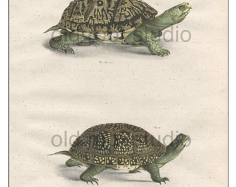 Turtles, Original Antique Print, Hand Painted, 1842; Box Turtle, Blanding's Turtle, Original Antique Illustration Hand Painted