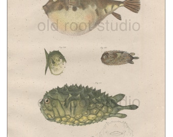 Fish, Original Antique Print, Hand Painted, 1842; Puffer, Globe Fish, Balloon Fish, Original Antique Illustration Hand Painted