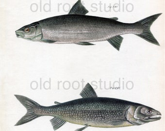 Hand Colored, Original Antique Print of Fish; Whitefish and Mackinaw Salmon, 1842. Original Antique Illustration Lake Fresh Water