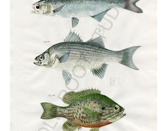 Hand Colored, Original Antique Print of Fish; Mooneye, White Bass, Sunfish, 1842