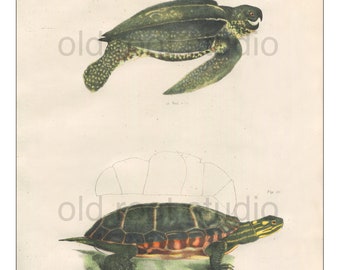 Turtles, Original Antique Print, Hand Painted, 1842; Leatherback Turtle, Painted Turtle, Original Antique Illustration Salt Water Ocean
