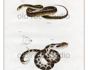 Antique Reptile Prints