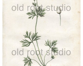 Antique Botanical Print, 1843, Anemone multifida or Cut-Leaved Wind Flower, Antique Illustration, Hand Colored, Vintage Print Antique Print