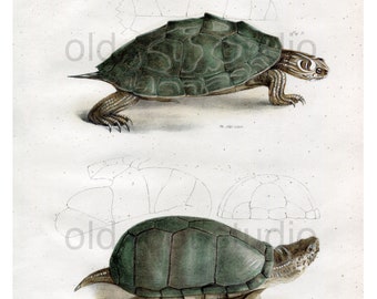 Hand Colored, Original Antique Print of the Pseudo Geographic Tortoise and Mud Turtle, 1842. Original Antique Illustration Salt Water Ocean