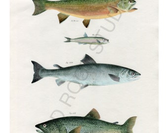 Hand Colored, Original Antique Print of Fish; Brook and Lake Trout, Salmon, Argentina Fish, 1842