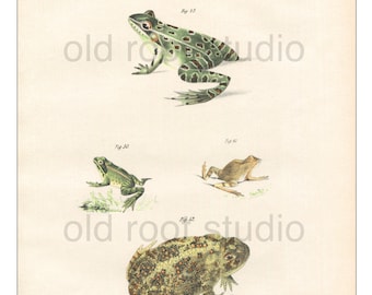 Frogs, Original Antique Print, Hand Painted, 1842; Wood Frog, American Toad, Hylodes, Shad Frog, Original Antique Illustration
