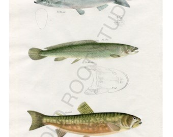 Hand Colored, Original Antique Print of Fish; American Smelt, Mudfish, Red Bellied Trout, 1842