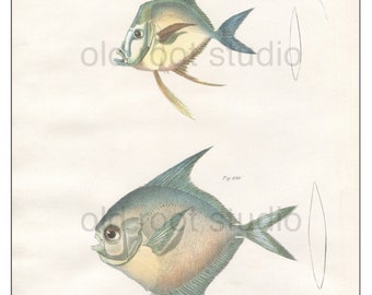 Fish, Original Antique Print, Hand Painted, 1842; Argyreoise, Harvest Fish, Original Antique Illustration Hand Painted