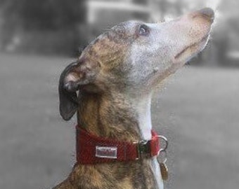Whippet Harris Tweed® Dog Collar | Plaid Tartan Tweed Greyhound Dog Collar | Scottish Racing Dog's Collar