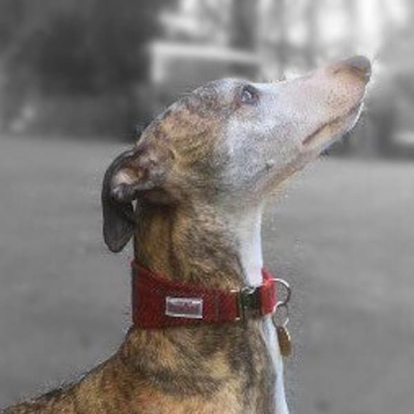 Whippet Harris Tweed® Dog Collar | Plaid Tartan Tweed Greyhound Dog Collar | Scottish Racing Dog's Collar