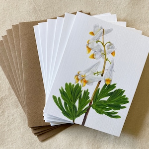 Dutchman&#39;s Breeches Note Cards