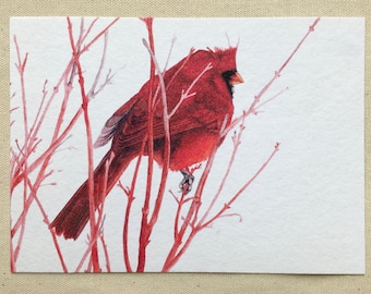 Northern Cardinal Watercolor Art Print