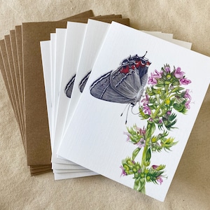 Grey Hairstreak Butterfly Note Cards