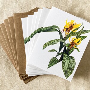 Yellow Trout Lily Note Cards