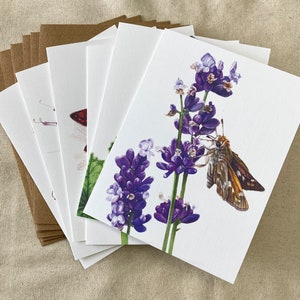 Eastern Skipper Butterfly Note Cards