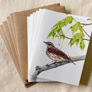 Louisiana Waterthrush Note Cards