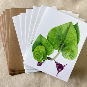 Wild Ginger Note Cards