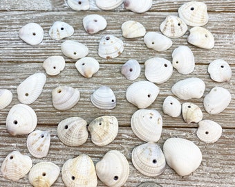 Destash. Natural seashells from west coast Florida. Perfect for jewelry making as they all have holes in them