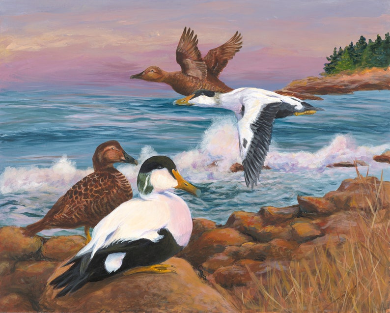 Maine Note Cards-Eider Ducks