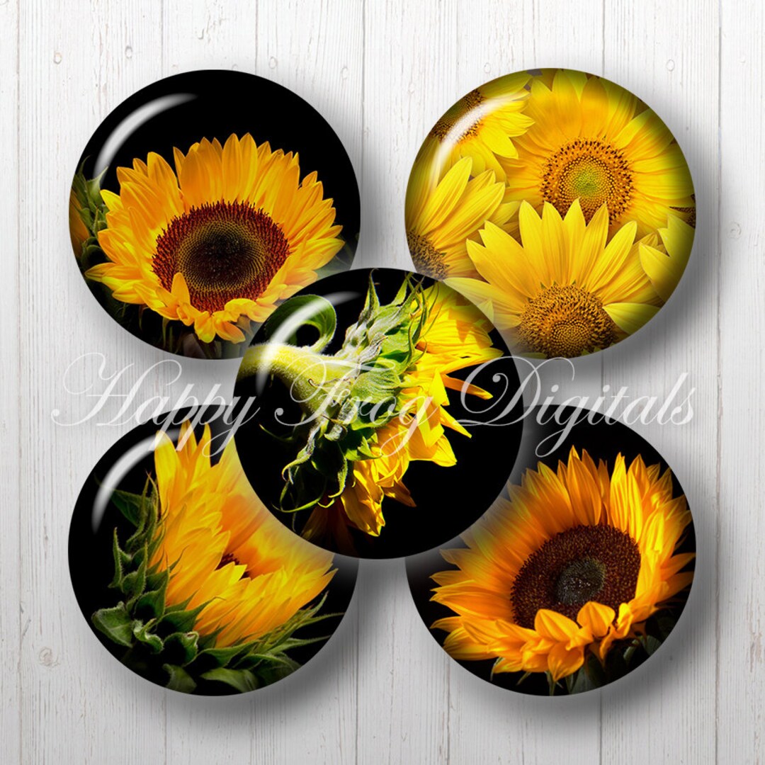 Sunflower - 1.5