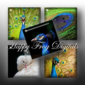 May include: A collage of four images featuring peacocks with vibrant blue, green, and gold feathers. The images show close-ups of the peacocks' tails, heads, and bodies.