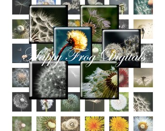 Dandelions - 1x1 inch square - digital collage sheet 030 HFD  - Printable Download