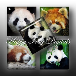 Osos panda - 1.5" x1.5", 1 "x 1", cuadrados de 25 x 25 mm - hoja de Collage Digital - 197 HFD - descargar imprimibles - descarga instantánea