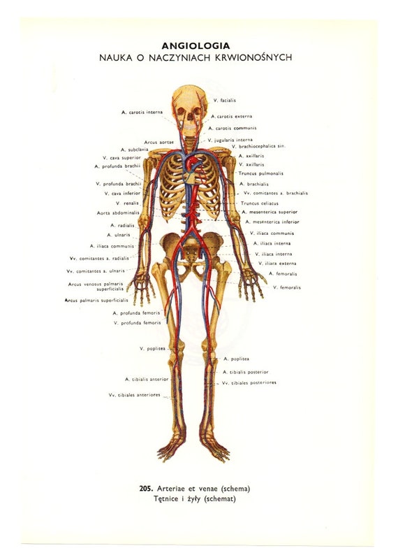 Bone Chart Of The Human Body