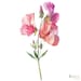 see more listings in the Flowers & Plants Clipart section