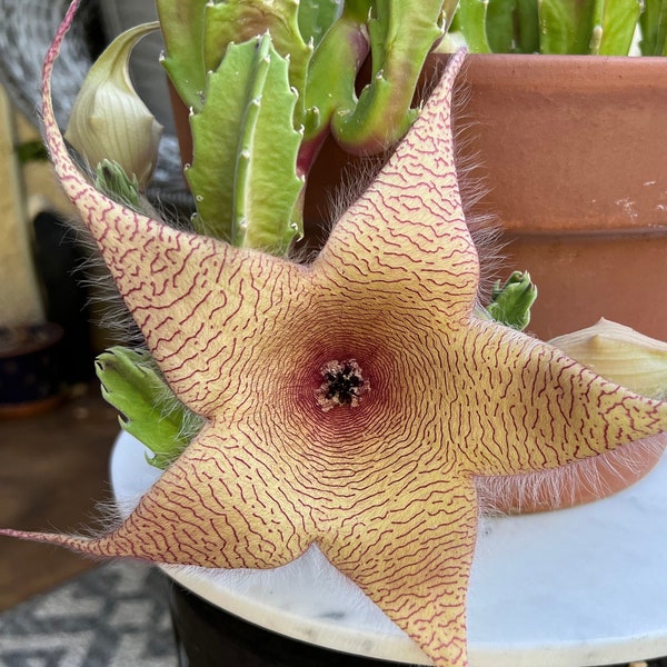 Starfish Cactus•Staplelia Gigantea•GIANT Blooming succulent•Zulu Giant, Live Rooted and Cuttings•Limited Quantity ready now•Rare Succulents
