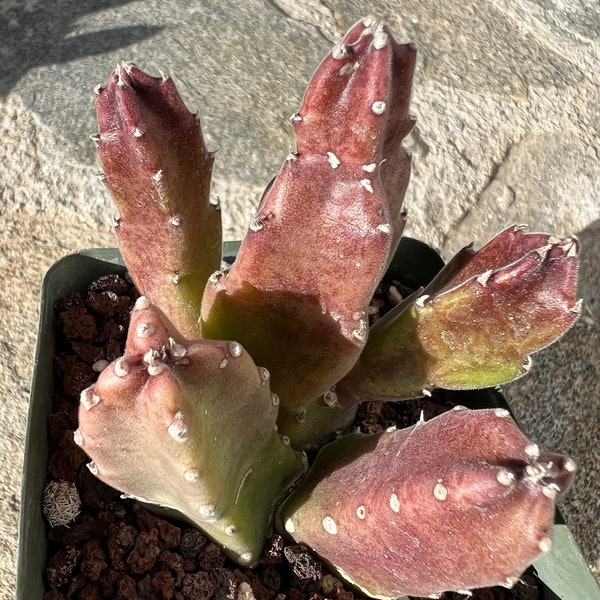 Stapelia SURPRISE! • Carrion plant• Flower •fully rooted•Limited Qty •Blooming Succulent
