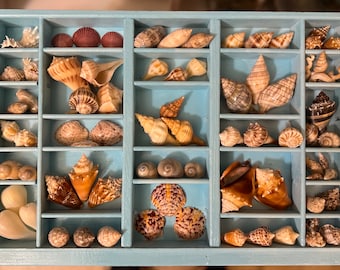 Vintage Printer Tray Seashell Display, Beachy Blue 16.5 x 11”