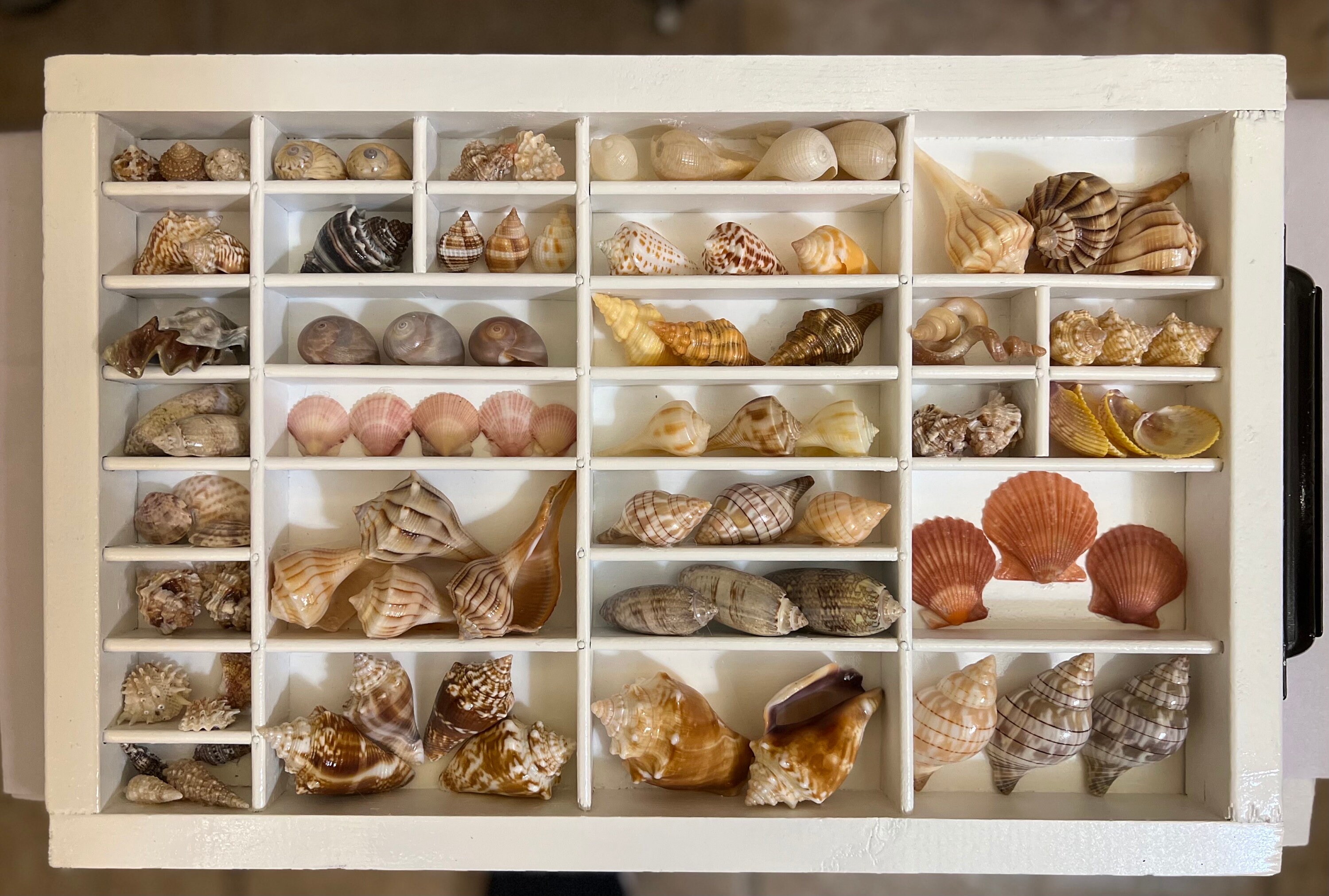 Vintage printer tray seashell display white 17 x 11 5 etsy