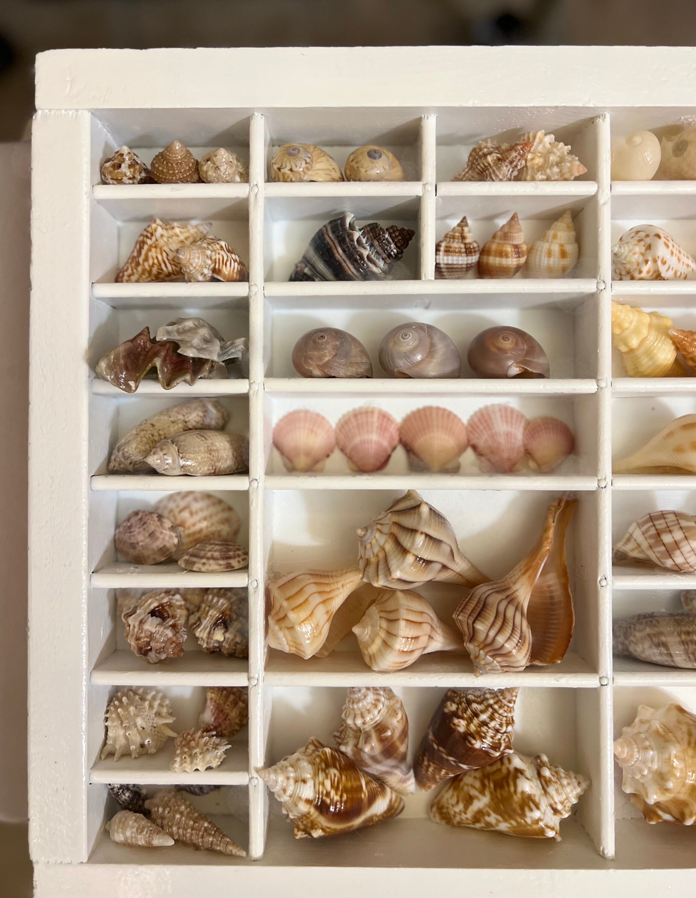 Vintage printer tray seashell display white 17 x 11 5 etsy