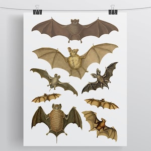 Vintage Bats Temporary Tattoos Sheet | Botanical Nature Minimalist Brown Bats Nature Lover Gift  Halloween Creepy Creatures Best Value