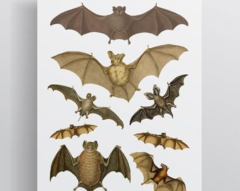 Vintage bats temporary tattoos sheet | botanical nature minimalist brown bats nature lover gift  halloween creepy creatures best value