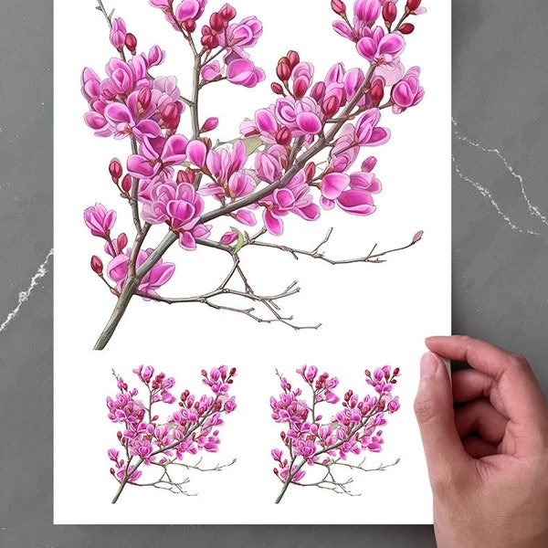 Redbud - Etsy