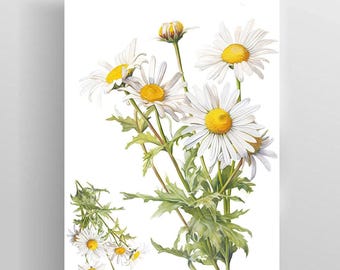 Tatuaggio temporaneo con fiore di margherita per la nascita di aprile / grande tatuaggio floreale con illustrazione botanica vintage nel giardino della nonna / regalo per il mese di nascita