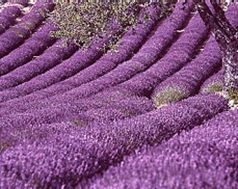 Französischer Lavendel, 200 Gramm herrlich duftend, Provence, KbA