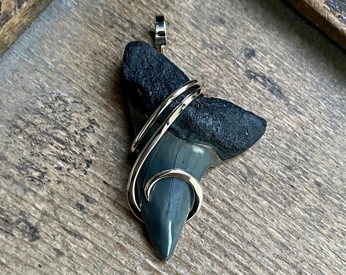 Fossilized Shark Tooth in 14k Gold Pendant - Etsy