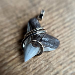 Fossilized shark tooth in 14k gold pendant