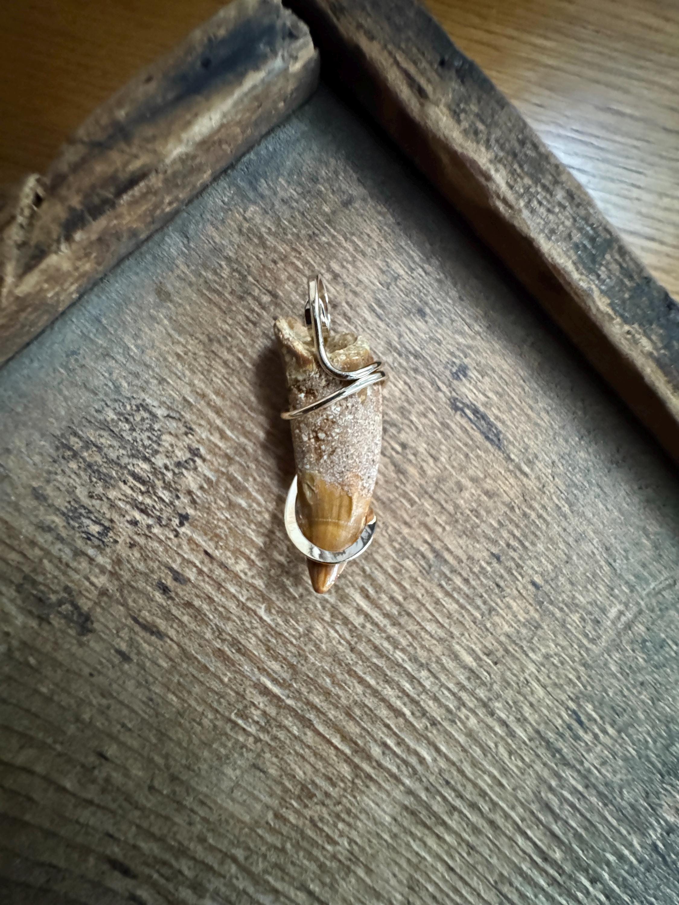 Dinosaur Tooth in 14k Gold Pendant - Etsy