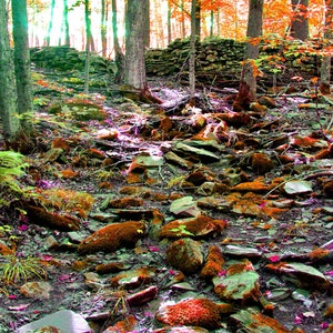 Magical Forest Photograph 12&quot;x16&quot; Digital File